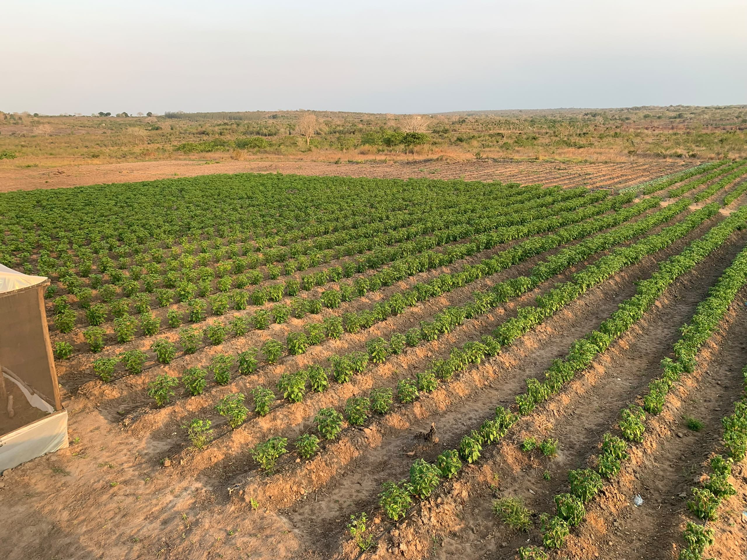 Chili fields at Leoleo Modern Farm in Mwavi, Bagamoyo